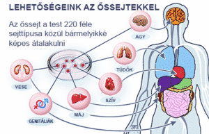 ossejtaktivalas-termeszetesen